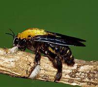 Image result for What Do Carpenter Bees Look Like