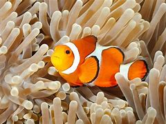 Image result for Clownfish Fry Food