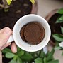 Image result for Plants That Love Coffee Grounds