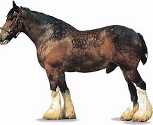 Image result for Shire Horse Saddle