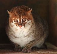 Image result for Cat Flat Tail