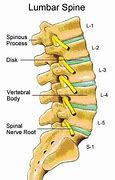 Image result for Spinal Nerves Lumbar Spine