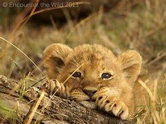 Image result for Lion Protecting Cub Pic