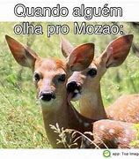 Image result for Abracadinho Com Mozao Pet