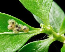 Image result for Box Moth Eggs