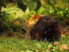 Image result for Scruffy Black Cat