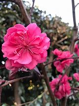 Image result for Prunus Pink Cascade Weeping