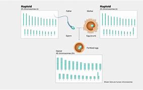 Image result for Haploid Biology