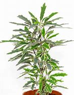 Image result for Plerandra Elegantissima Tree