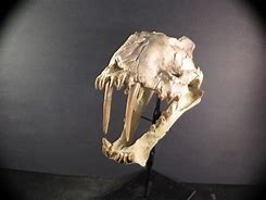 Image result for Hoplophoneus Skull Drawing