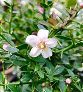 Image result for Citrus Australasica Finger Lime