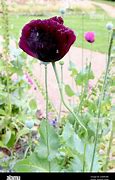 Image result for Black Opium Plant