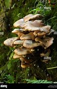 Image result for Amarillia Fungus