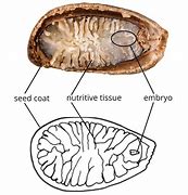 Image result for Seed Protrusion