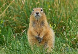 Image result for Breads of Gopher