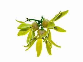 Image result for Olive Flower