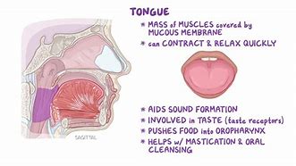 Image result for toucan tongue anatomy