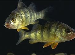 Image result for perch habitat