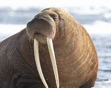 Image result for Fattest Walrus