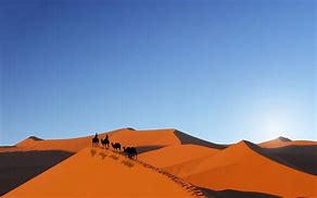 Image result for Camels Desert Image Free