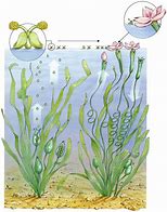 Image result for Pond Weed