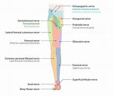 Image result for Ilioinguinal Nerve Pain Syndrome