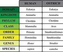 Image result for Chimp Taxonomy