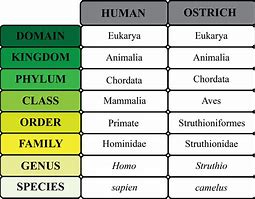 Image result for Taxonomy Classification Chart