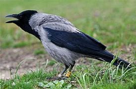 Image result for Bird Toobs with Crows