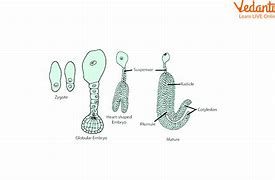 Image result for Dicot Embryo Development