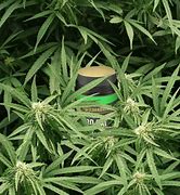 Image result for Weed Live GIF