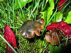 Image result for Psilocybe Baeocystis