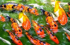 Image result for Baby Koi Carp