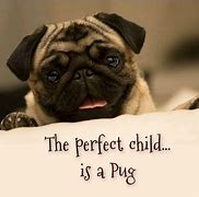 Image result for Pug Sayings