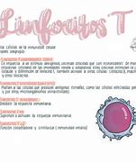 Image result for Linfocitos T2