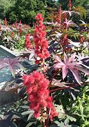 Image result for Castor Bean Plant Flowers