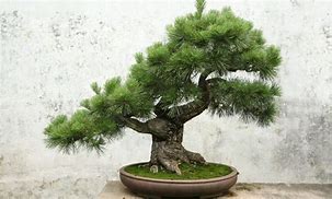 Image result for Bonsai Pine Tree