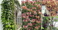 Image result for Flowering Vines for Shade Areas