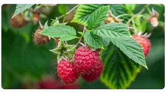 Image result for Raspberry Leaf Gall