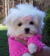 Image result for Cute Little Maltese Puppies