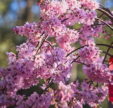 Image result for Prunus Pink Cascade Weeping