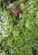 Image result for Greater Duckweed