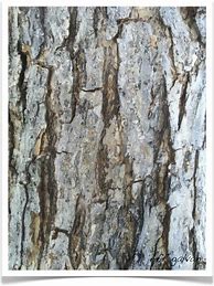 Image result for Swamp White Oak Tree Bark