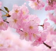 Image result for Cherry Blossom Flower