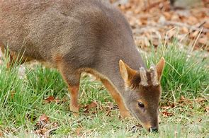 Image result for Pudu Character