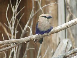 Image result for Blue-Bellied Roller