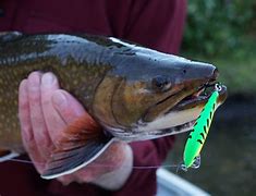 Image result for AC Trout Lure