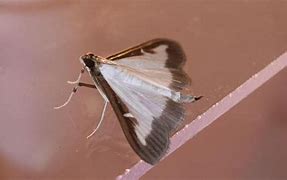 Image result for Box Tree Moth Eggs QTY