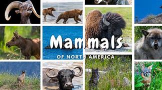 Image result for North American Mammals List