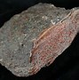 Image result for Dinosaur Bone Jasper